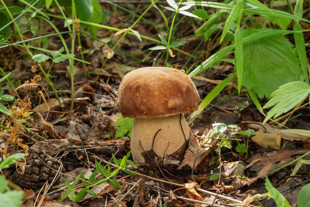 Illustration for news: Nanai and Chukchi Found Intolerant to 'Mushroom Sugar'